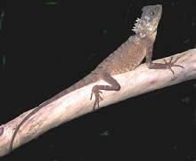 Lizard_Mountain_Horned_Dragon2