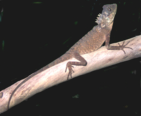 Lizard_Mountain_Horned_Dragon2