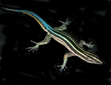 Lizard_neon