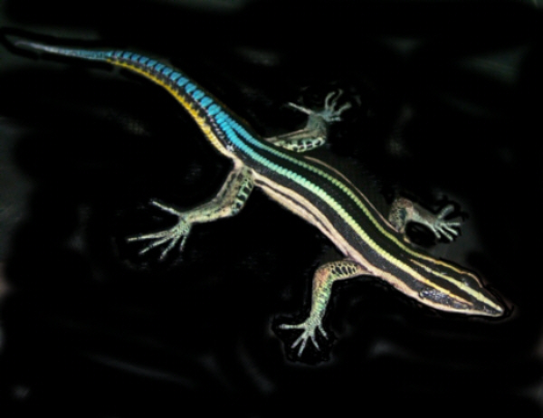 Lizard_neon