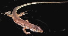 Lizard_red lac