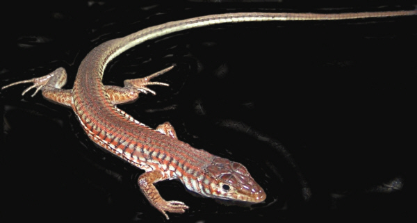 Lizard_red lac
