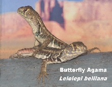 Lizard_But_Agama
