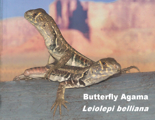 Lizard_But_Agama
