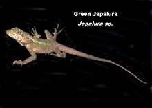 Lizard_Japlera