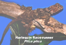 Lizard_Plica_Pl