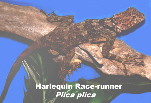 Lizard_Plica_Pl