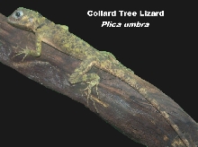 Lizard_Plica_Um