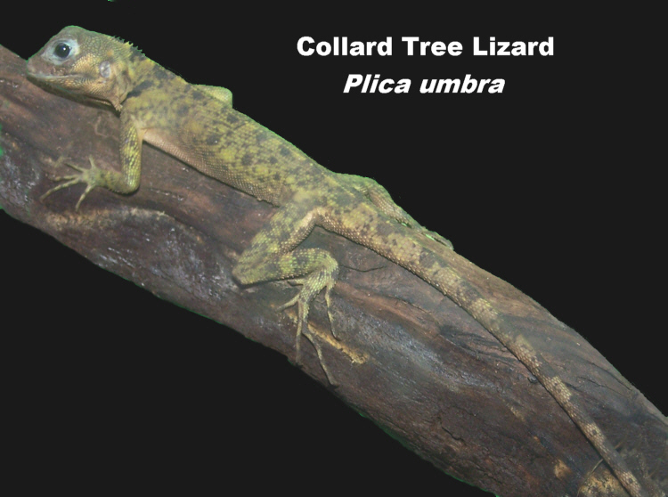 Lizard_Plica_Um