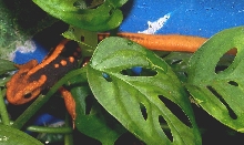 Newt_Emperor_Crocodile
