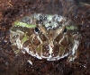 Frog_Pacman_green