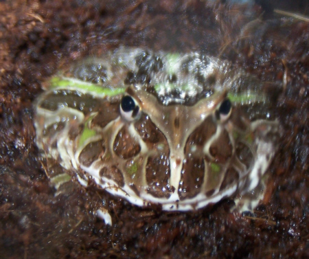 Frog_Pacman_green