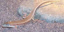 Skink_ BlueSided