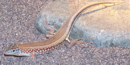 Skink_ BlueSided