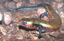 Skink_Fire