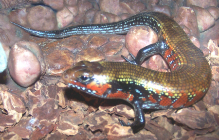 Skink_Fire