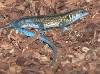 Skink_Bluetail