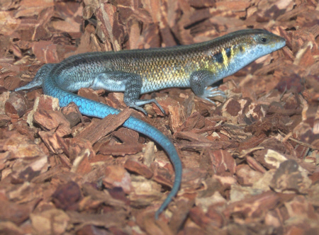 Skink_Bluetail
