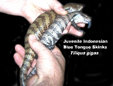 Skink_BTS_Juv