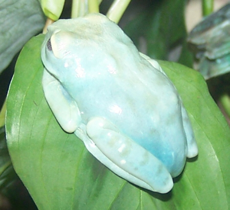 Treefrog_Ulu