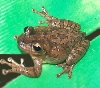 Treefrog_Foam_Nest