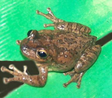 Treefrog_Foam_Nest