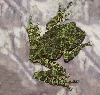 Treefrog_Mossy