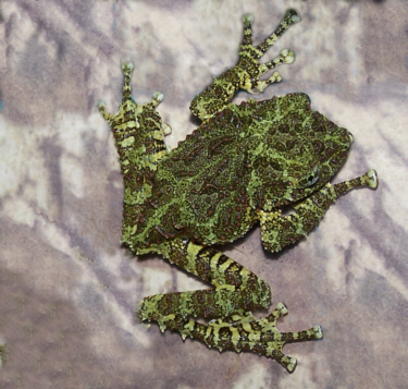 Treefrog_Mossy