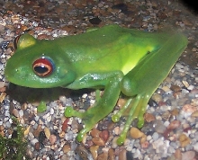 Treefrog_Redeye_Jello