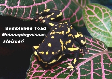 Toad_BB