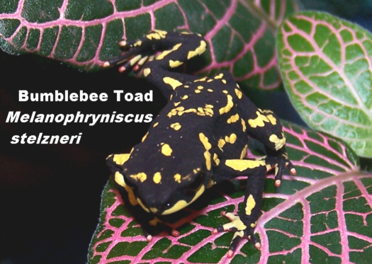 Toad_BB