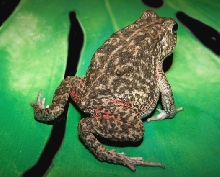 Toad gutt