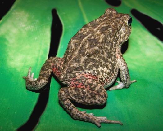 Toad gutt