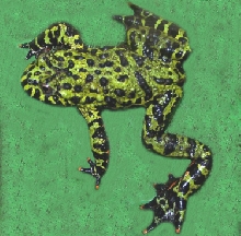 Toad_fireb