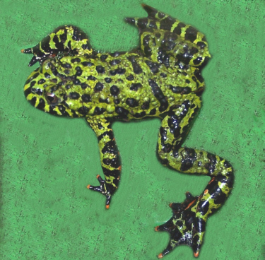 Toad_fireb
