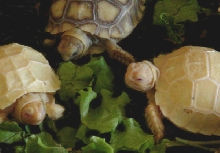 Tortoise_Sulc_Albino1