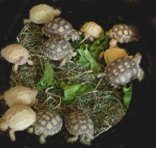 Tortoise_Sulc_Albino2