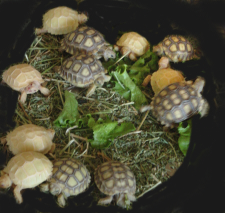Tortoise_Sulc_Albino2