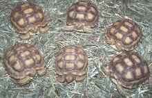 Tortoise_Sulc_Babe.jpg