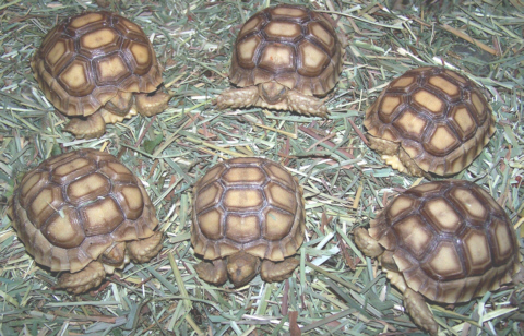 Tortoise_Sulc_Babe.jpg