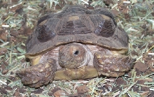 Tortoise_Sulcata1