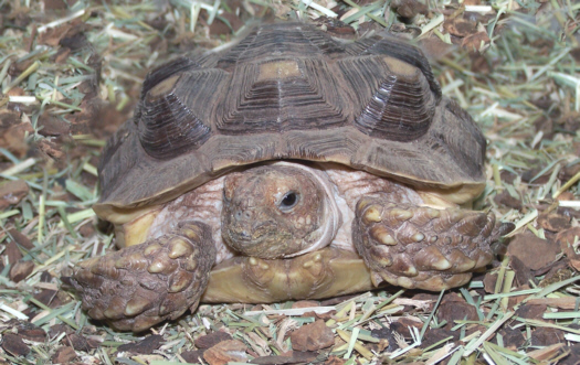 Tortoise_Sulcata1