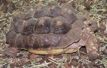 Tortoise_Sulcata2
