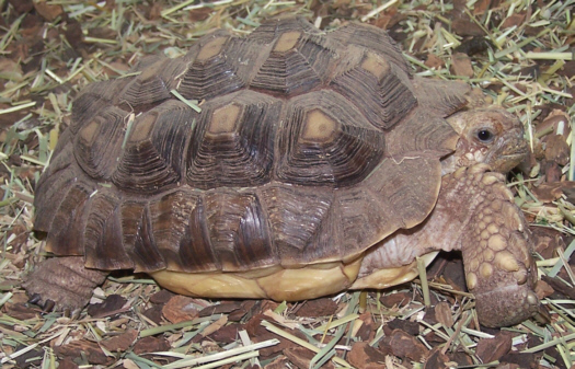 Tortoise_Sulcata2