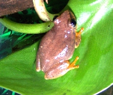 Treefrog_Blueback