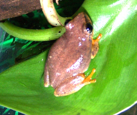 Treefrog_Blueback