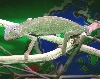 Cham_Senegal