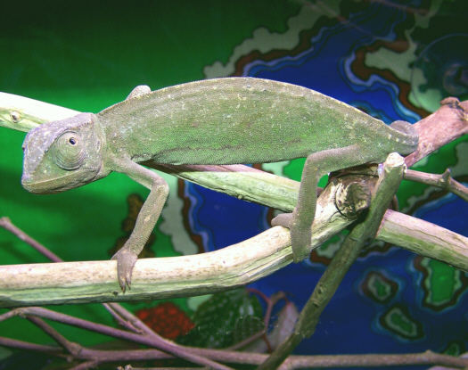 Cham_Senegal