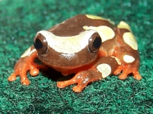 Treefrog_Clown