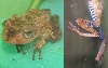 Treefrog_Convict